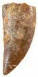 Serrated, Raptor Tooth - Morocco #44186-1